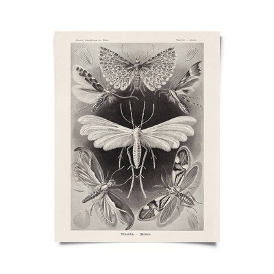 Vintage Haeckel Moth Insect Print 16x20