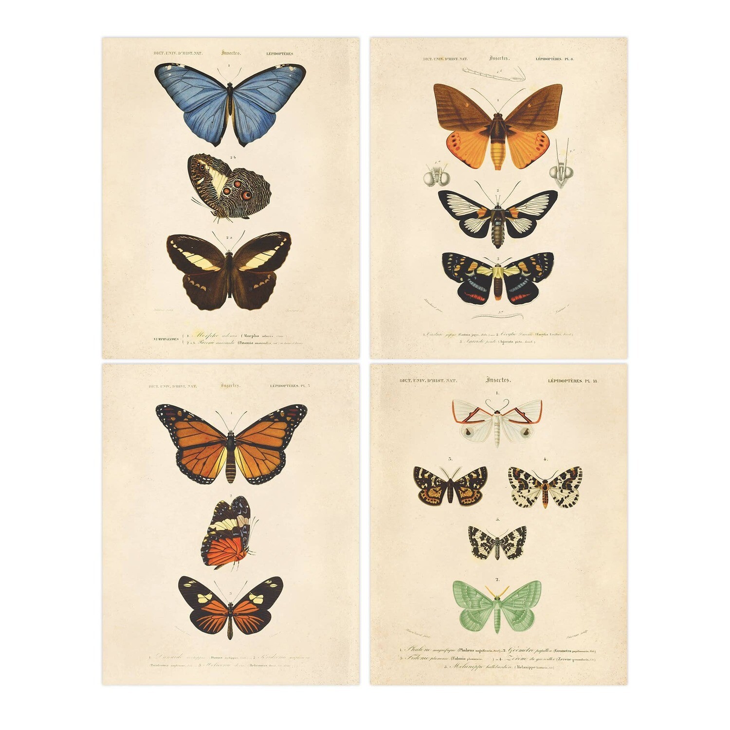 Set of Vintage Butterfly Prints Packaged - 8x10