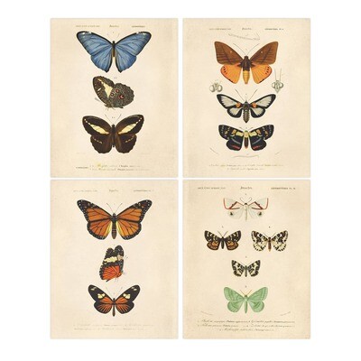 Set of Vintage Butterfly Prints Packaged - 8x10