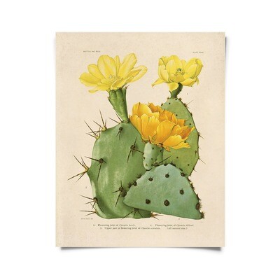 Vintage Botanical Cactus Blossom 28 16x20