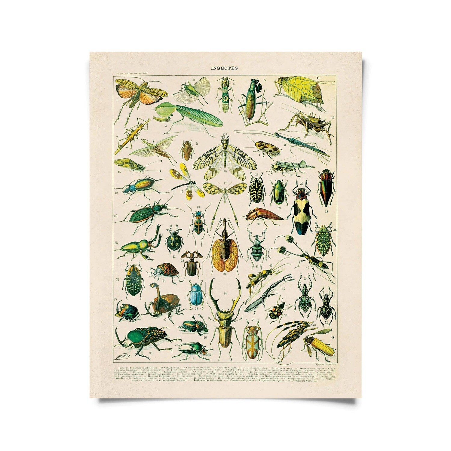 Vintage Nature French Insects 1 Print 16x20