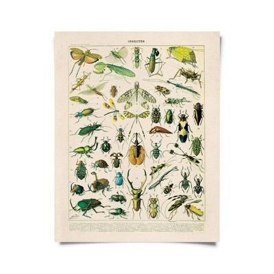 Vintage Nature French Insects 1 Print 16x20