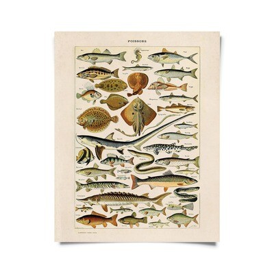 Vintage Nature French Sea Life Fish Print 16x20 
