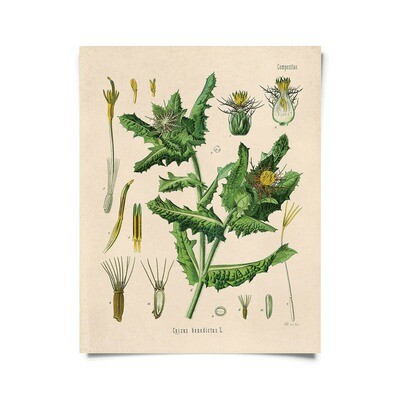Vintage Botanical Blessed Thistle Print 16x20 