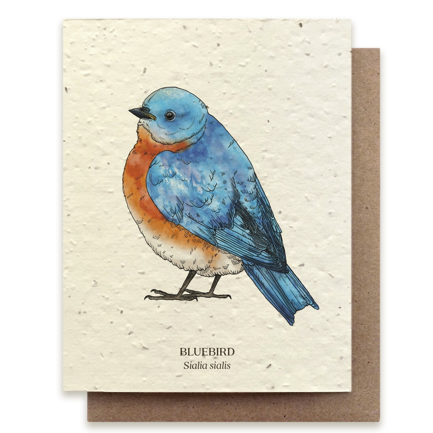 Bluebird Bird Greeting Cards - Plantable Seed Paper - No Sleeves