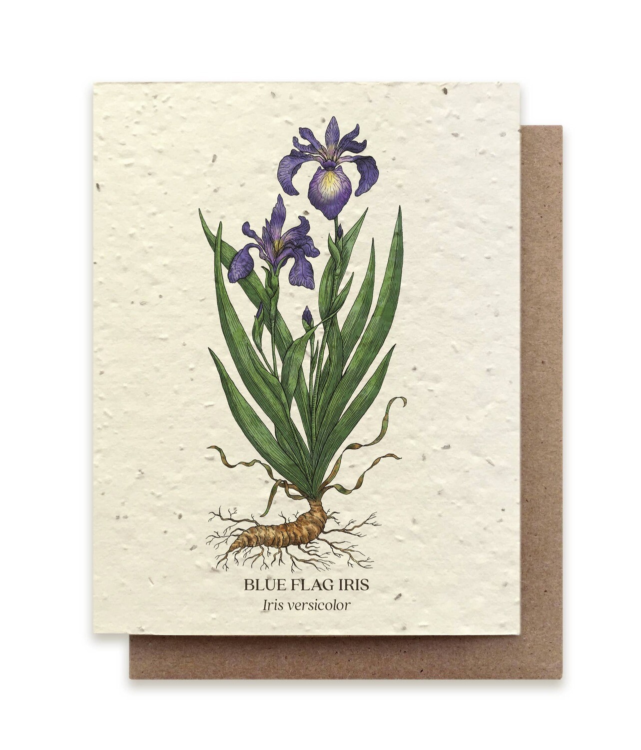 Iris Botanical Greeting Cards - Plantable Seed Paper - No Sleeves