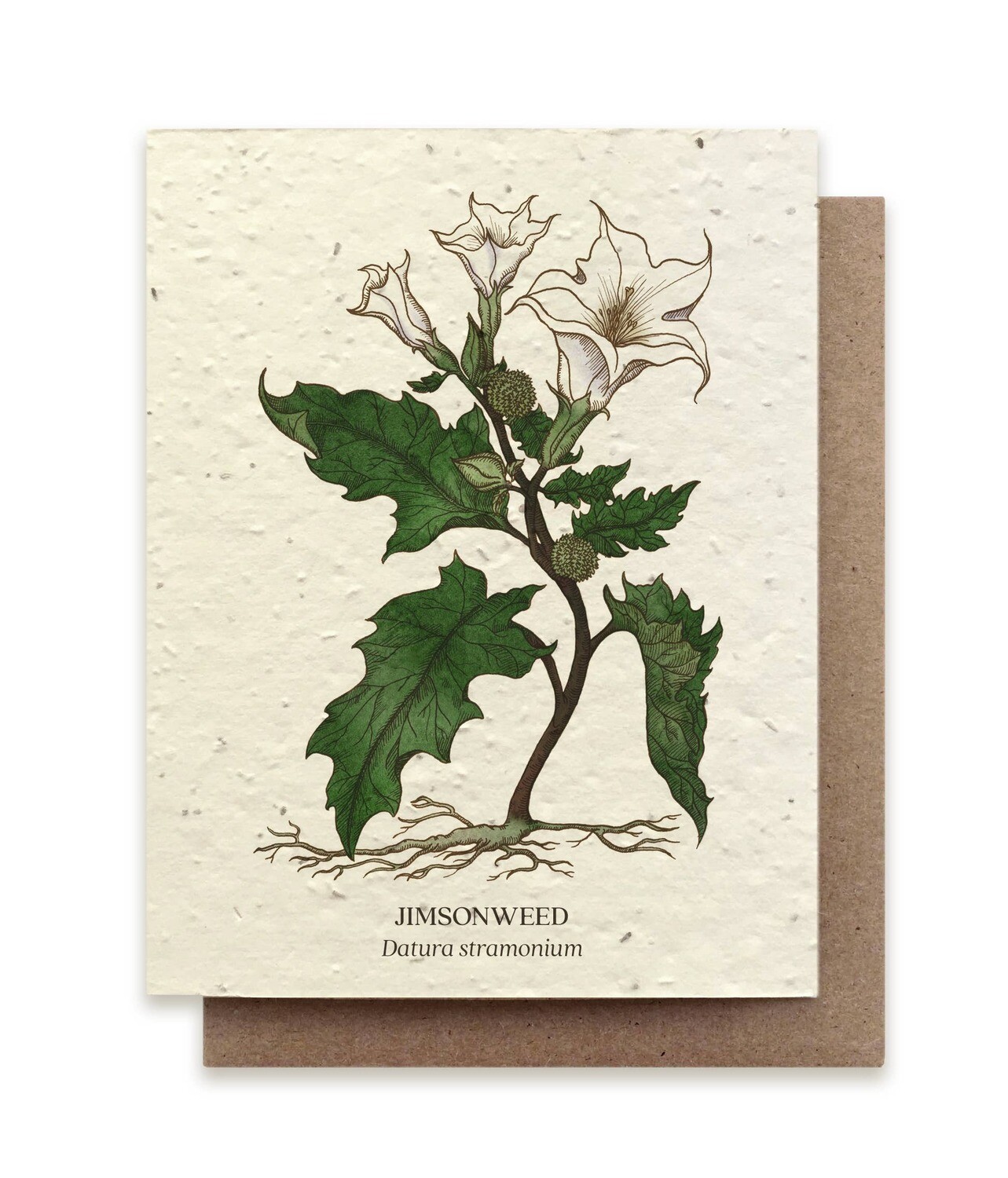 Jimson Weed Botanical Greeting Cards - Plantable Seed Paper - No Sleeves
