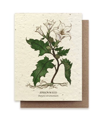 Jimson Weed Botanical Greeting Cards - Plantable Seed Paper - No Sleeves