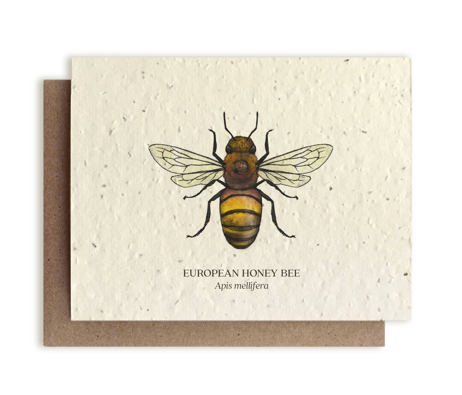 Honey Bee Greeting Cards - Plantable Seed Paper - No Sleeves