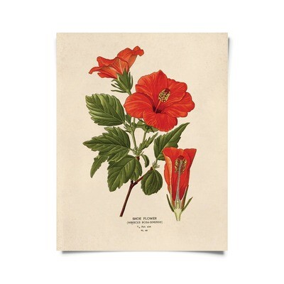 Vintage Botanical Hibiscus Flower Print 16x20