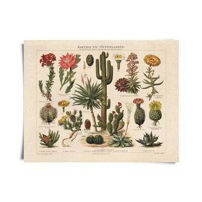 Vintage Botanical Cactus Kakteen Chart 1 Print - 16x20