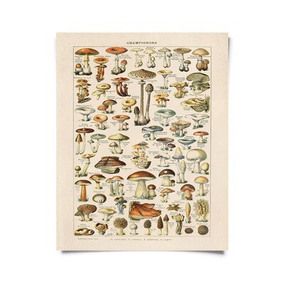 Vintage French Champignons Mushroom Print 16x20