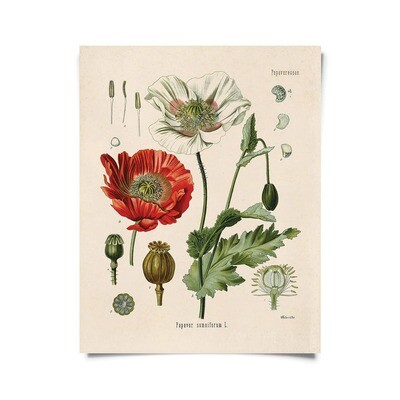 Vintage Botanical Opium Poppy Flower Print 16x20 