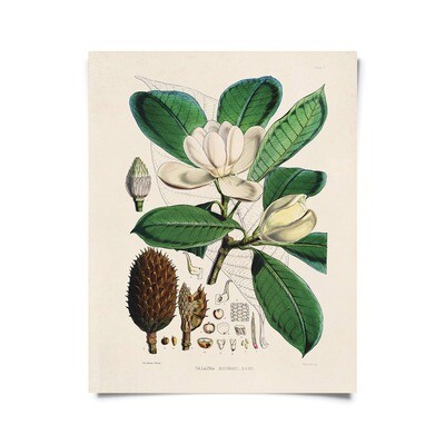 Vintage Botanical Magnolia Flower Print 16x20