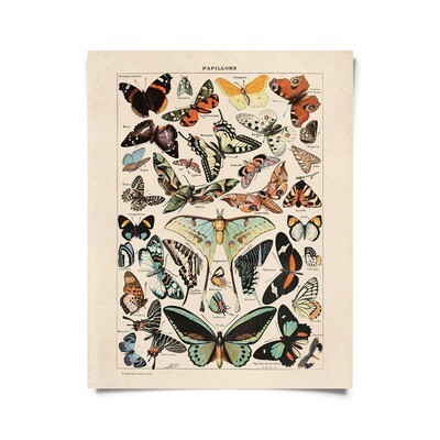 Vintage Millot Butterfly 3 Print 16x20