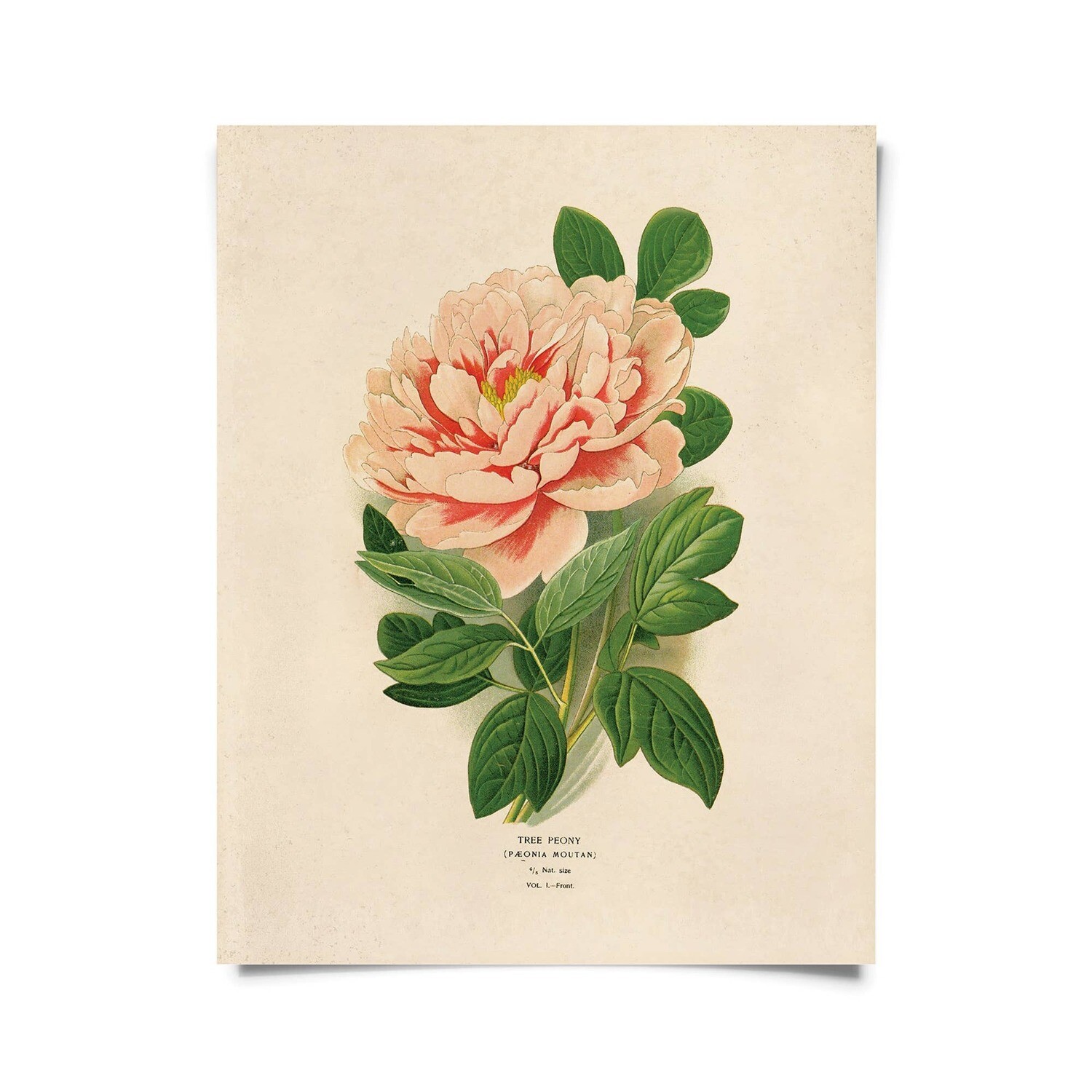 Vintage Botanical Peony Flower Print 16x20