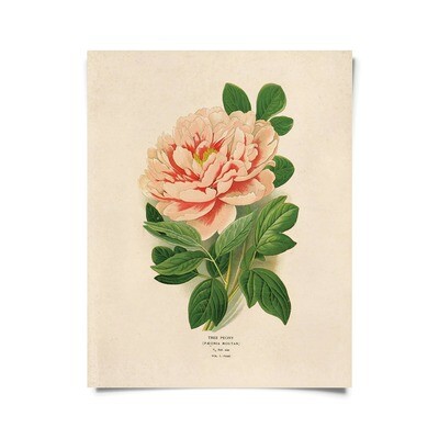 Vintage Botanical Peony Flower Print 16x20