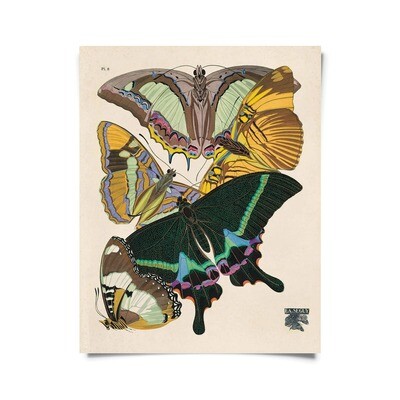 Vintage Seguy Butterfly 8 Print 16x20