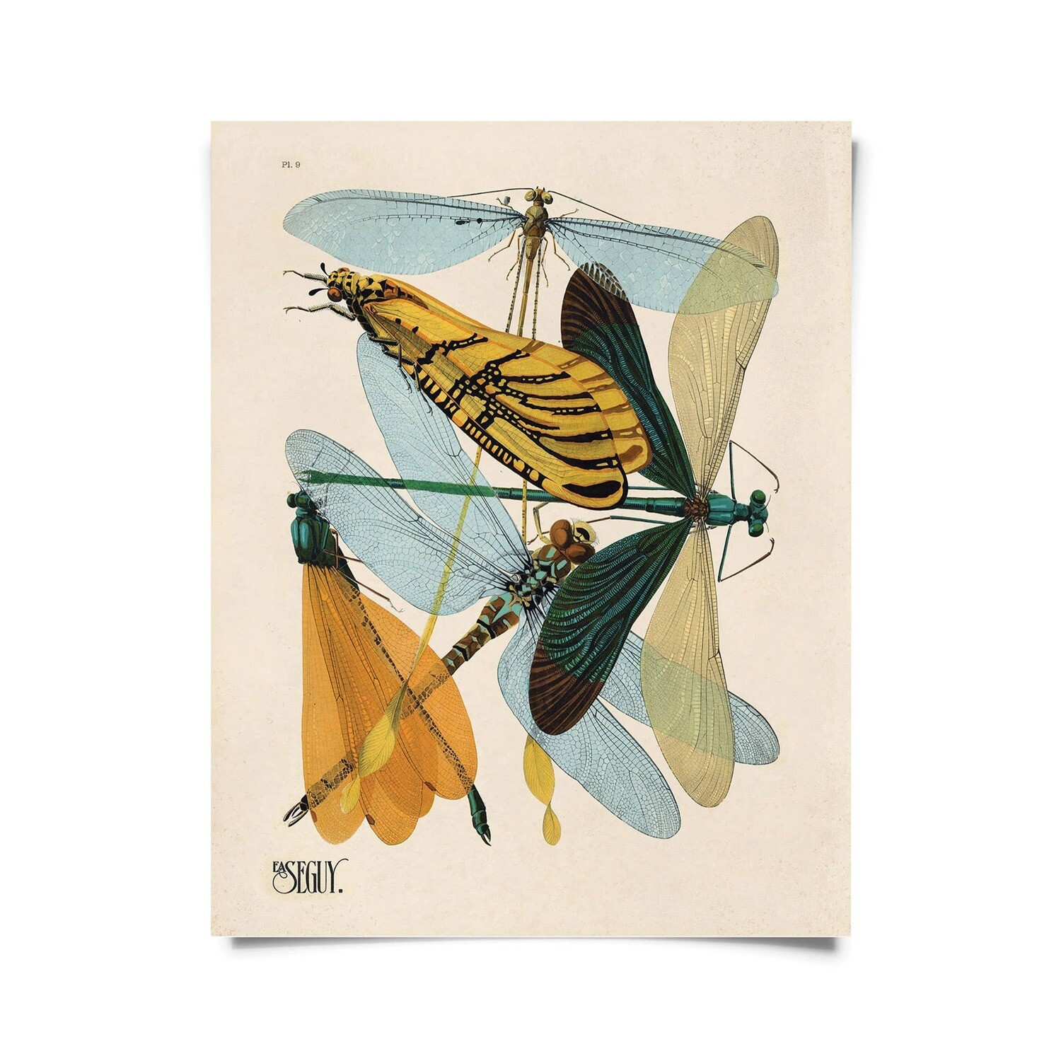 Vintage Seguy Dragonfly Damselfly Print 16x20