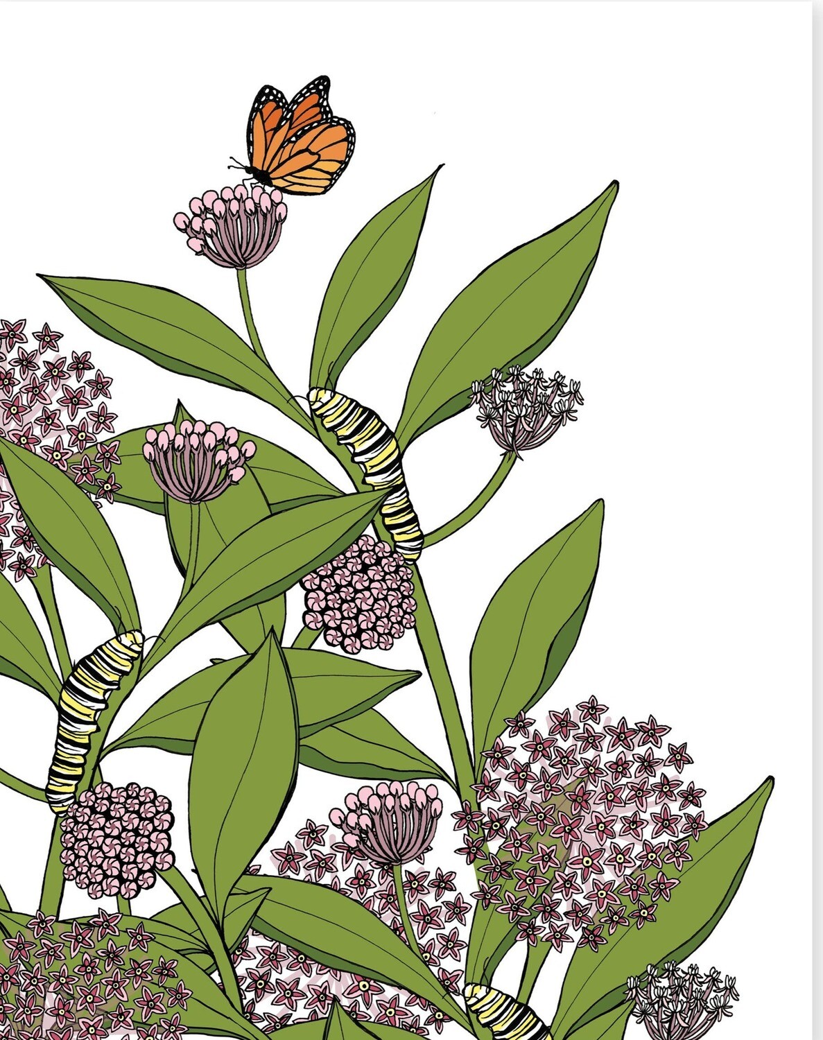 Milkweed and Monarch Butterfly Print - 11x14