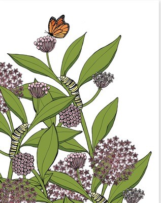 Milkweed and Monarch Butterfly Print - 11x14