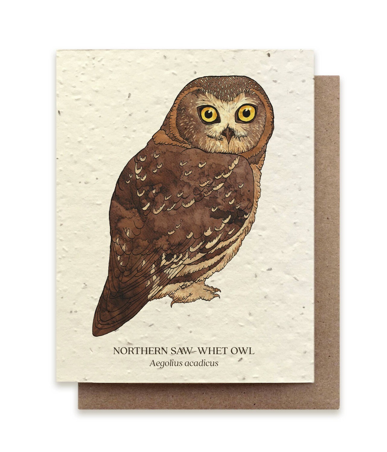 Northern Saw-Whet Owl Plantable Wildflower Card - No Sleeves