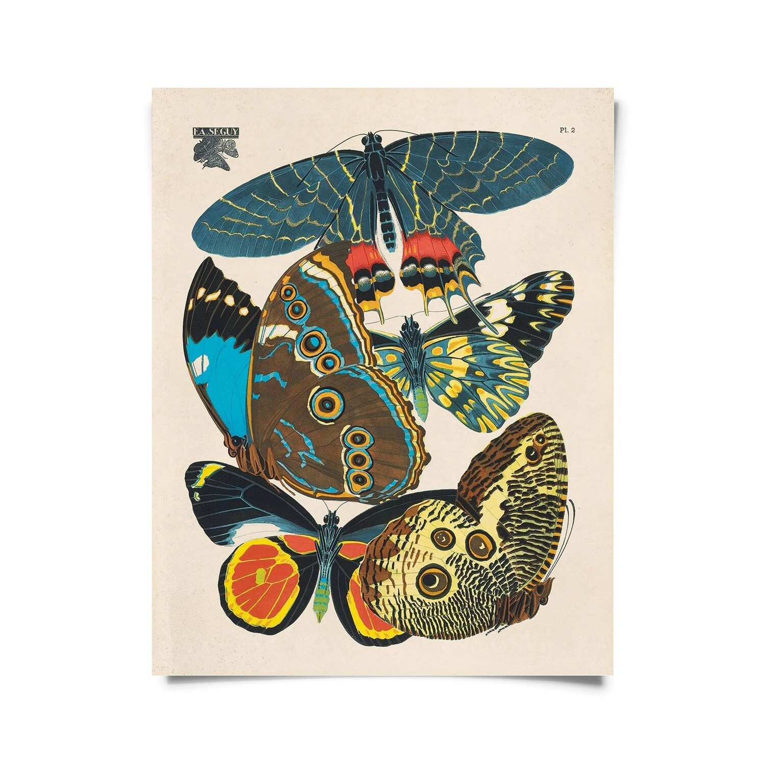 Vintage Seguy Butterfly 2 Print 16x20