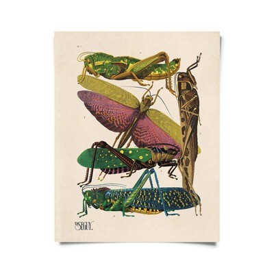 Vintage Seguy Grasshopper Insect Print 16x20