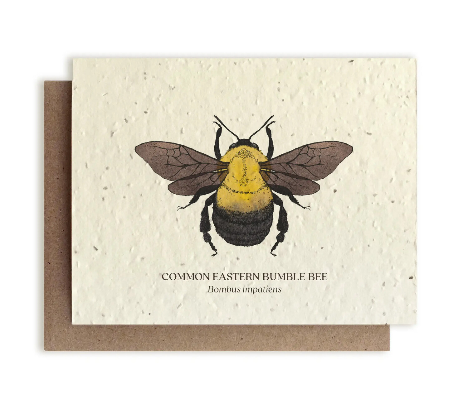 Bumble Bee Plantable Wildflower Seed Card - No Sleeves