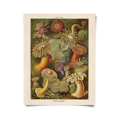 Vintage Haeckel Sea Anemone Print 16x20