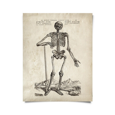 Vintage Anatomy Skeleton Standing Print 8x10