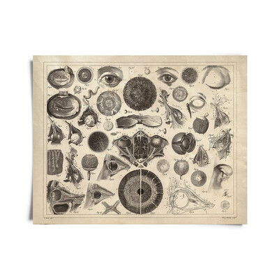 Vintage Anatomy Eye Diagram Optometry Print - 8x10