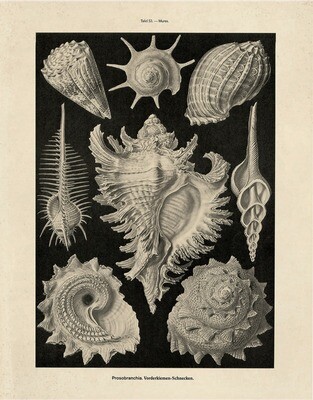 Vintage Haeckel Sea Snail Shell Print 16x20