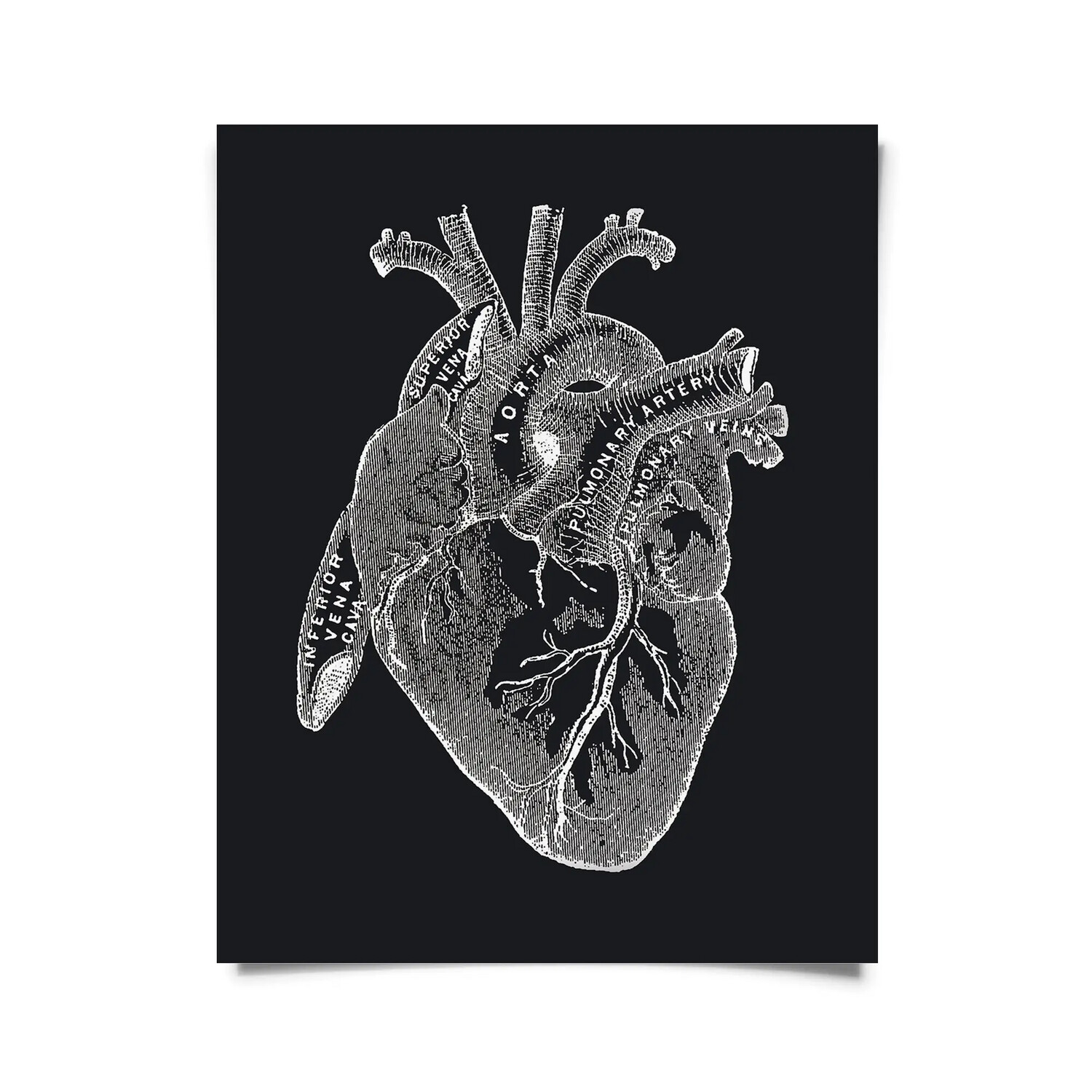 Vintage Anatomy Heart Diagram Black Print 8x10