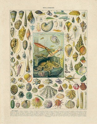 Vintage French Mollusk Sea Shell Print 16x20
