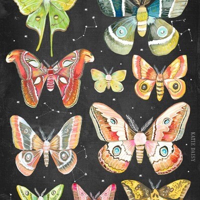 Moth Chart Print - 11 x 14