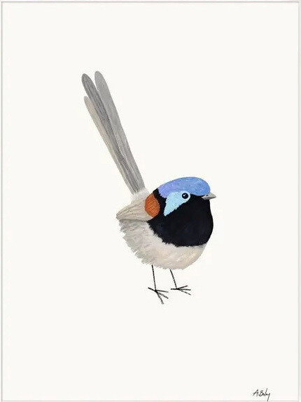 Fairy Wren Print - woodland bird illustration