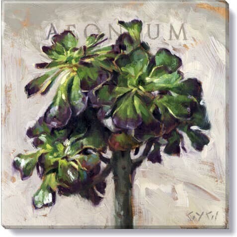 AEONIUM GICLEE WALL ART 9&quot;L x 9&quot;W x 1&quot;H