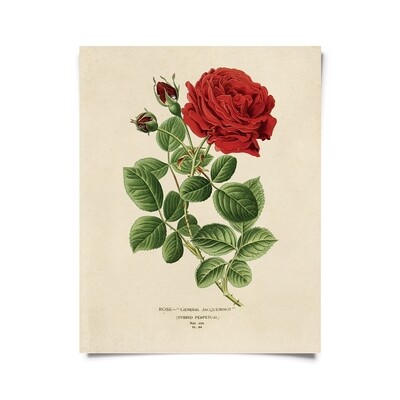 Vintage Botanical Red Jack Rose Print - 16x20