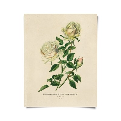 Vintage Botanical White Bourbon Rose Print - 16x20