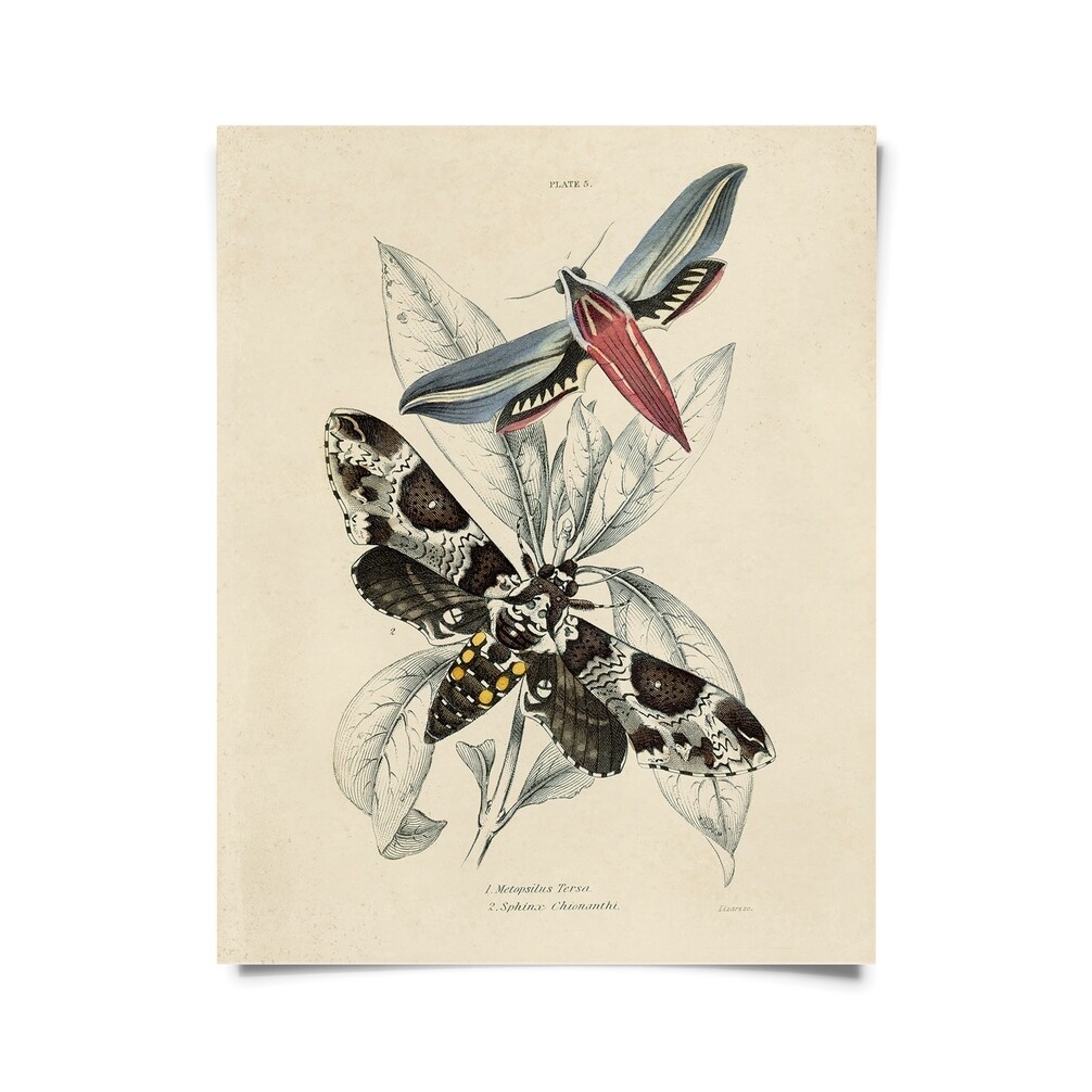 Vintage Insect Sphinx Moth Print - 16x20