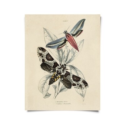 Vintage Insect Sphinx Moth Print - 16x20