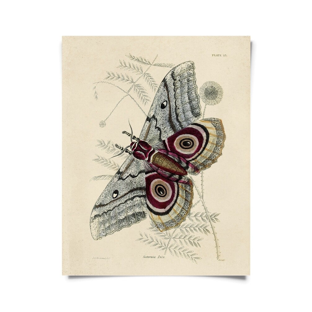 Vintage Insect Saturnia Isis Moth Print - 16x20