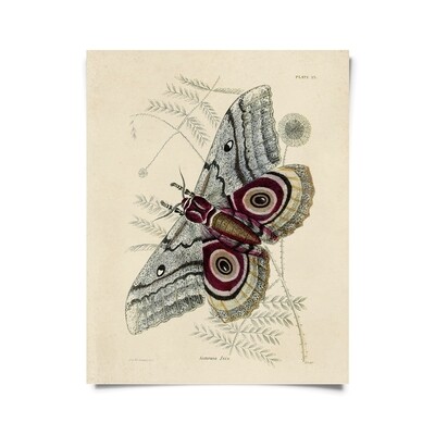 Vintage Insect Saturnia Isis Moth Print - 16x20