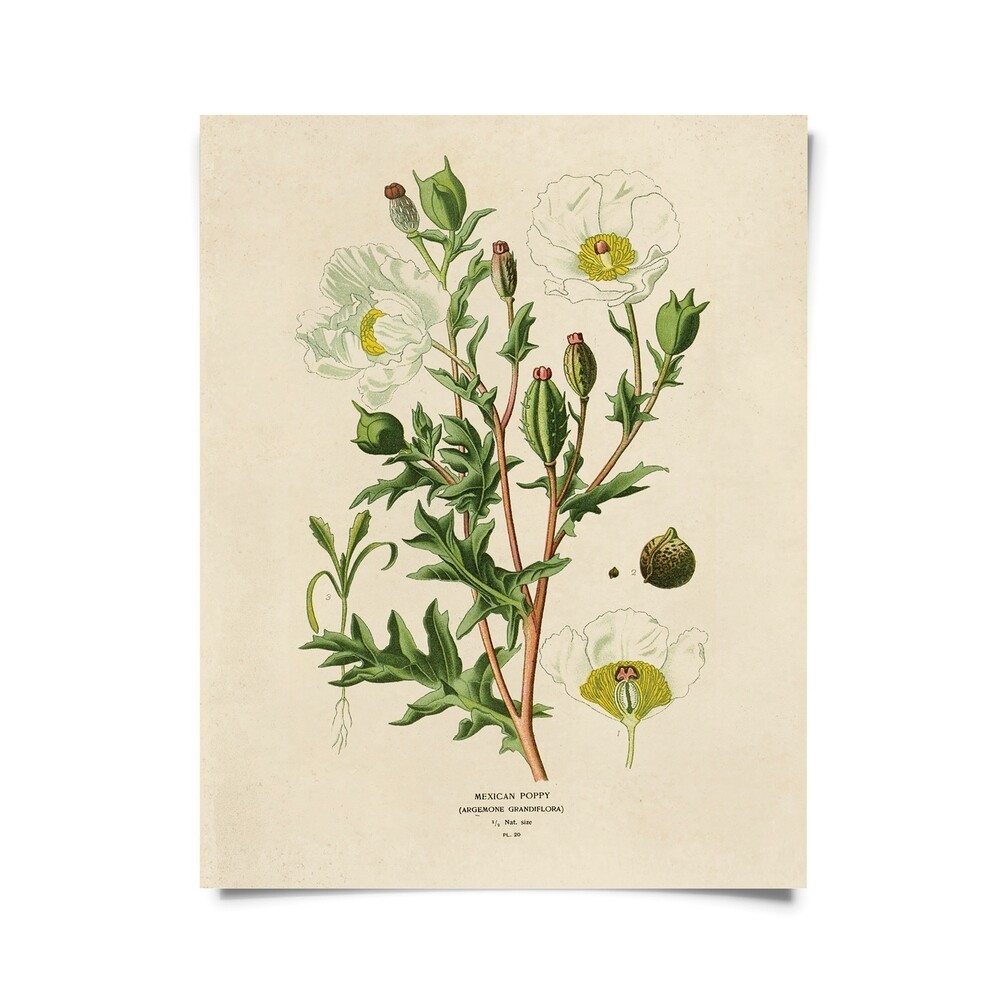 Vintage Botanical Mexican Poppy 16x20