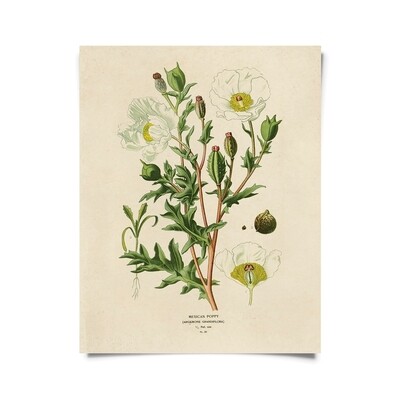 Vintage Botanical Mexican Poppy 16x20