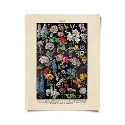 Vintage Botanical Fleurs 2 Garden Flower 16x20