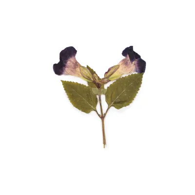 Pressed Botanical Collection Small