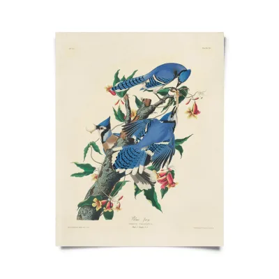 Vintage Audubon Blue Jay Bird Print - 16x20