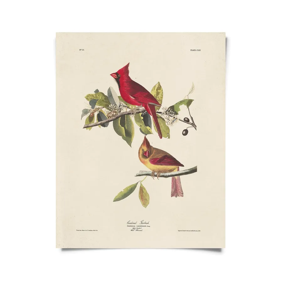Vintage Audubon Cardinal Bird Print  - 16x20